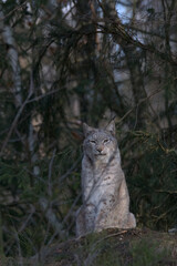 Europäischer Luchs (Lyny lynx)