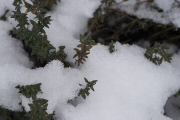 Thyme in snow or winter thyme.  Covered in fresh snow.