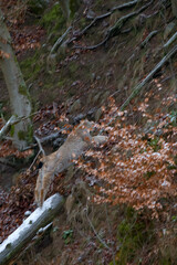 Europäischer Luchs