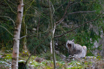 Europäischer Luchs