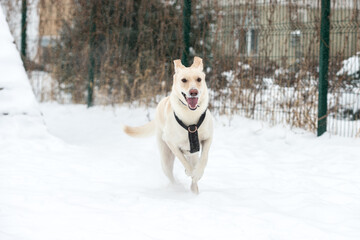 dog, street, pet, running, sitting, winter, snow, adorable, animal, moving, jumping, love, funny, happy, energy, beauty, young, outdoor, mongrel, cur, shelter,