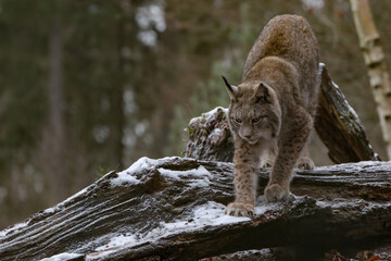 Europäischer Luchs