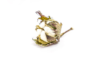 Opened boll of cotton plant on white background
