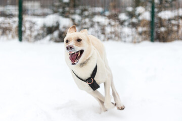 dog, street, pet, running, sitting, winter, snow, adorable, animal, moving, jumping, love, funny, happy, energy, beauty, young, outdoor, mongrel, cur, shelter,