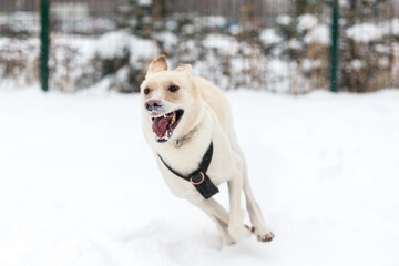 dog, street, pet, running, sitting, winter, snow, adorable, animal, moving, jumping, love, funny,...