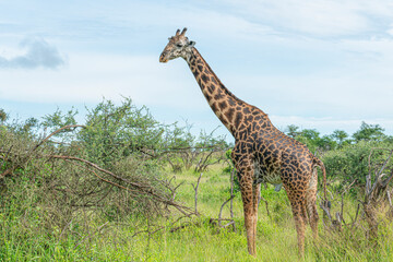 Close-up of a young giraffe.