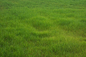 Herbe fraiche dans un pré - paysage de campagne / Fresh grass in a meadow  - countryside landscape