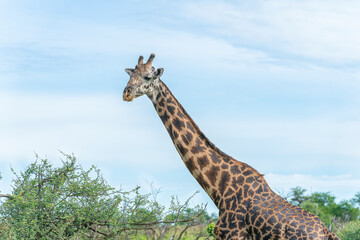 Close-up of a young giraffe.