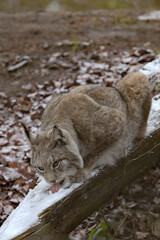 Fototapeta premium Europäischer Luchs