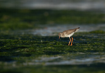 Common Redshank feeding at Eker creek, Bahrain