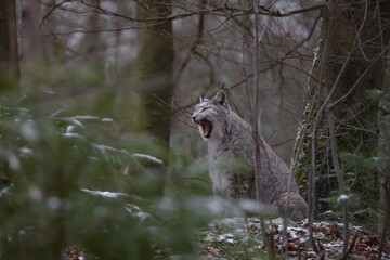 Europäischer Luchs