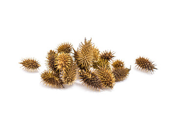 burdock sticky plant seed that sticks on dogs and clothes closeup macro-photography