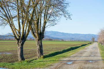 tree in the agricultural field in Tuscany, Italy