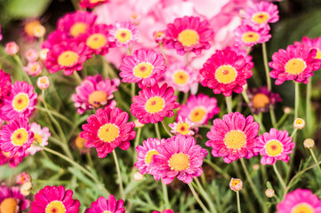 pink daisy in the garden