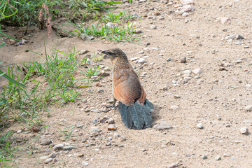 African bird in Serengeti national park.