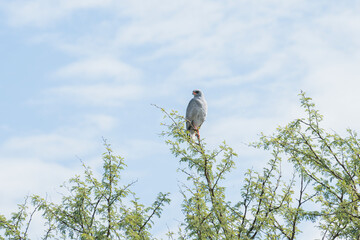 Predator bird looking for a prey from tree top, hawk, eagle, Tanzania