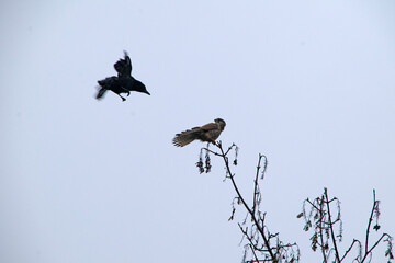 Rabenkrähe (Corvus corone) greift auf Baum sitzenden Turmfalken (Falco tinnunculus) an