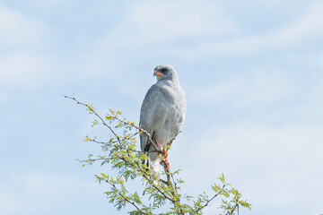 Predator bird looking for a prey from tree top, hawk, eagle, Tanzania