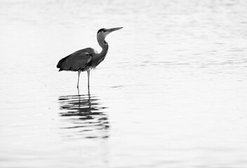 A highkey image of Grey Heron and reflection on water at Tubli bay, Bahrain