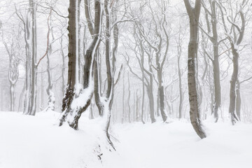 Beautiful winter forest scene with bare trees covered with white snow.
Snow-covered, white forest, during of snowfall 