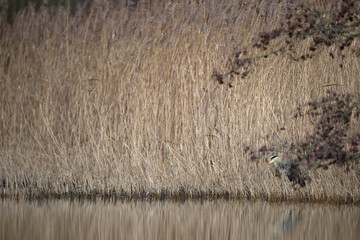 Graureiher im Schilf