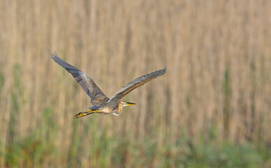 Purple Heron (Ardea purpurea), Greece