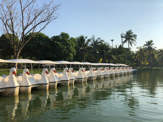 Fototapeta na wymiar Swan Paddle Boats at the King Rama IX Park