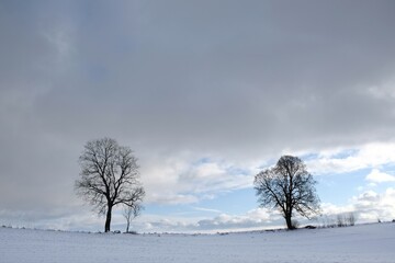 Landscape of snowy field and trees on horizon in beautiful winter scenery and evening light. Czestocin, Kashubia, Poland