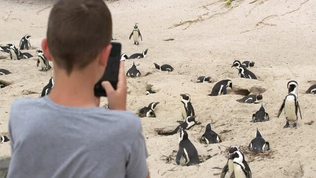 Boy Looking At African Penguins And Shoots On The Camera In The Phone, Boulders Beach, Cape Town,South Africa.