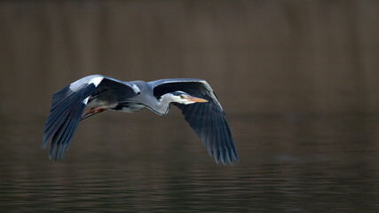 Graureiher im Flug