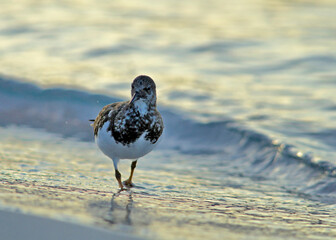 Ruddy Turnstone - Arenaria intepres, Crete