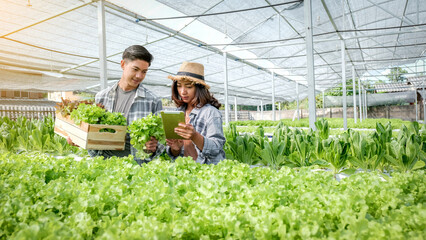 Farmer harvesting vegetable organic salad, lettuce from hydroponic farm for customers