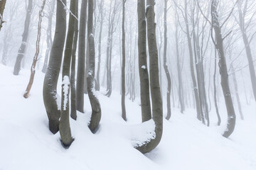 Beautiful winter forest scene with bare trees covered with white snow.
Snow-covered, white forest, during of snowfall 