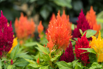 leuchtende Blüten der Celosia