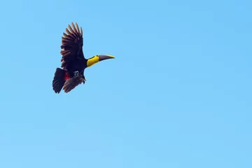 Foto auf Acrylglas Chestnut mandibled toucan or Swainson's toucan (Ramphastos ambiguus swainsonii) in flight, Mindo, Ecuador. © SL-Photography