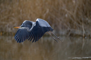 Graureiher beim Flug