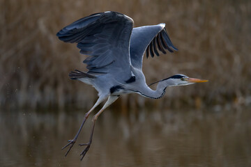 Graureiher beim Flug