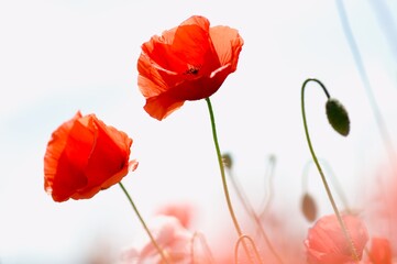 red poppy flower