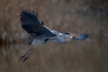 Graureiher beim Flug