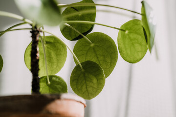 Pilea peperomioides