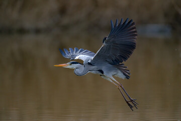 Graureiher beim Flug