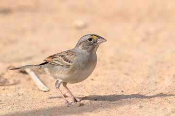 Fototapeta premium Grassland Sparrow (Ammodramus humeralis) on the floor