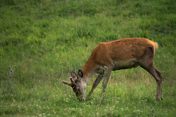 one deer on mountain in Trentino Alto Adige
