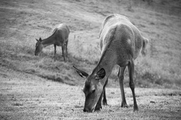 Fototapeta premium two deers in balck and white