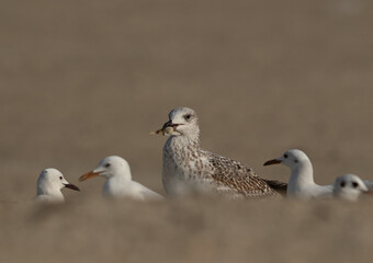 Lesser Black-backed Gull  with bread at Busaiteen coast, Bahrain