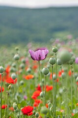 field of poppies