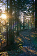 Fototapeta premium Sunset in the wood between the trees strains in winter period. 