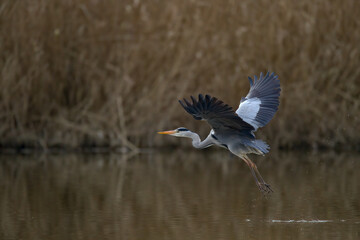 Graureiher im Flug