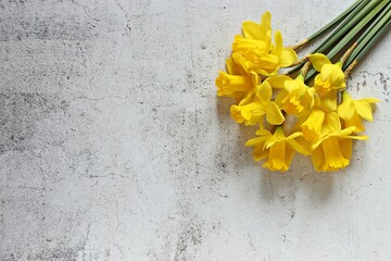 Daffodils. Overhead view, copy space