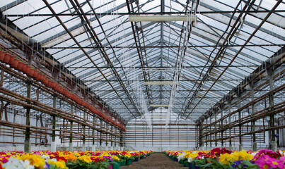 Lots of colorful primrose flowers, also known as cowslip, in flower pots for sale